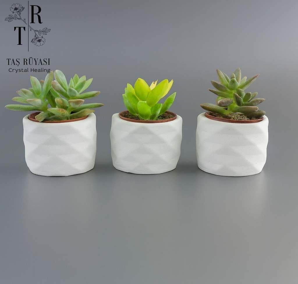 Beton Saksılı Sukulent Seti (3’lü) – Beyaz | Modern & Minimal Dekor Seti