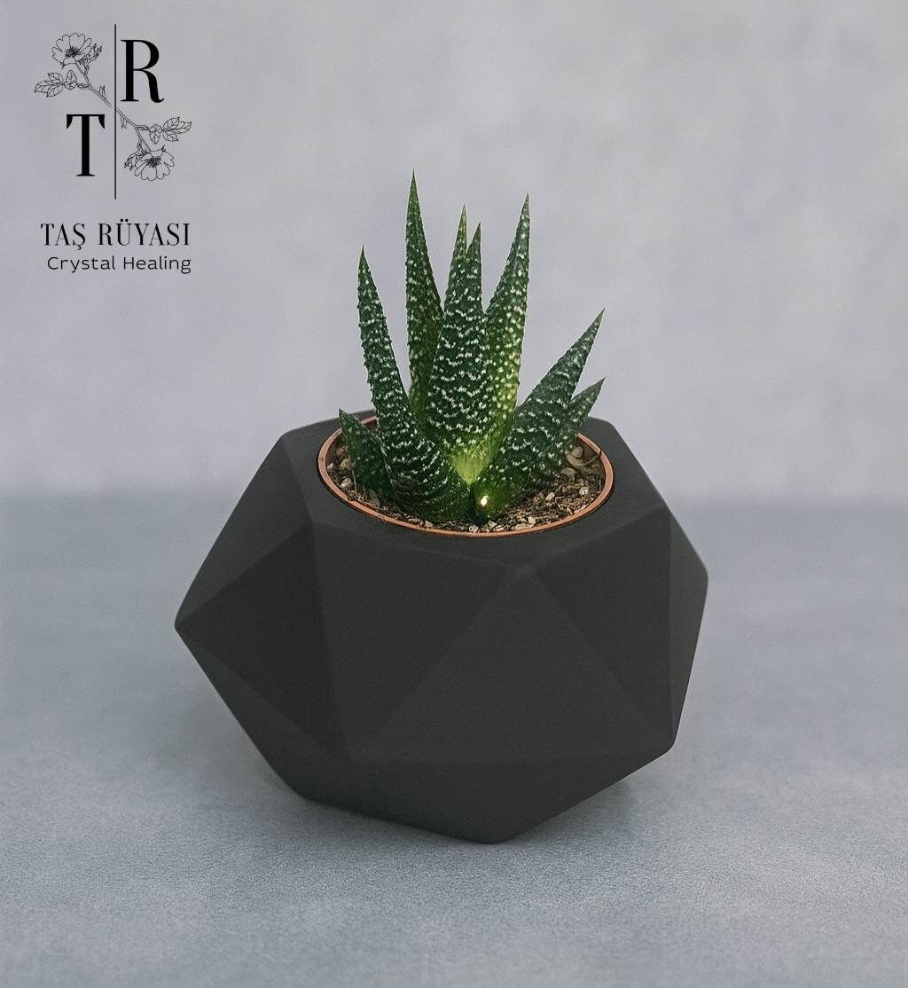 Beton Sukulet Saksı Siyah