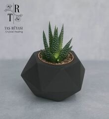 Beton Sukulet Saksı Siyah