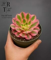Aeonium Pink Witch Koreli Özel Tür
