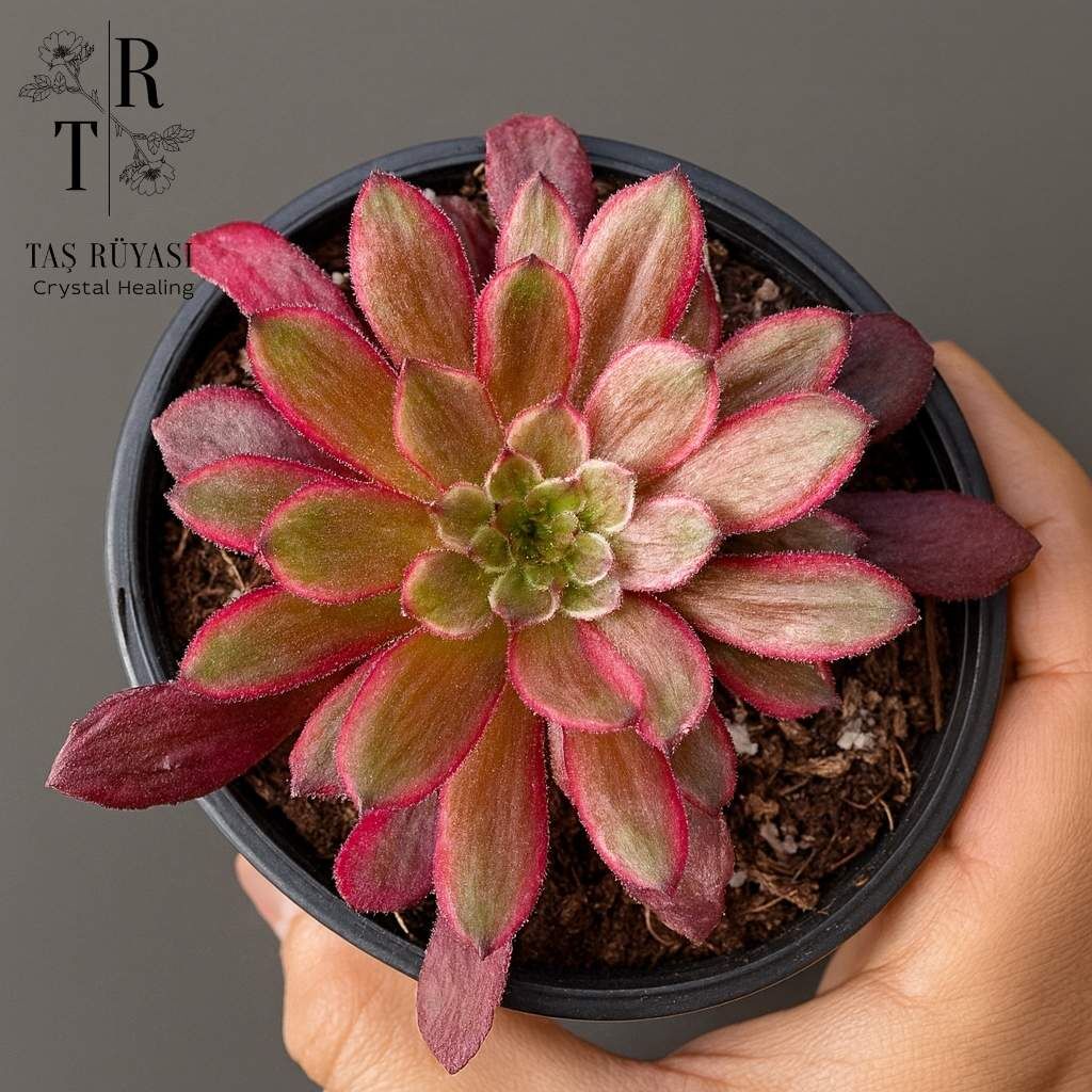 Aeonium Zixia Tek Rozet