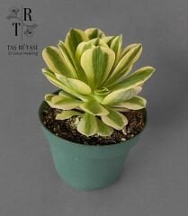 Aeonium Maybach Koreli Özel Tür Tek Rozet