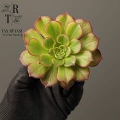 Aeonium Garnet White Verigate | Koreli Özel Tür