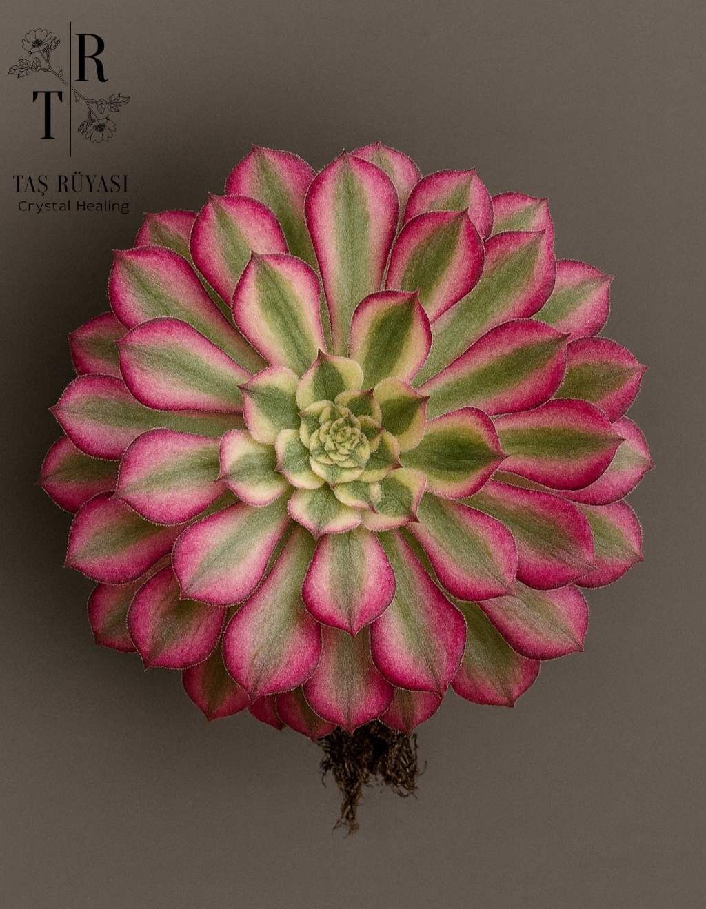 Aeonium Garnet White Verigate | Koreli Özel Tür