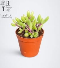 Yakut Kolyesi Othonna Capensis Rubra