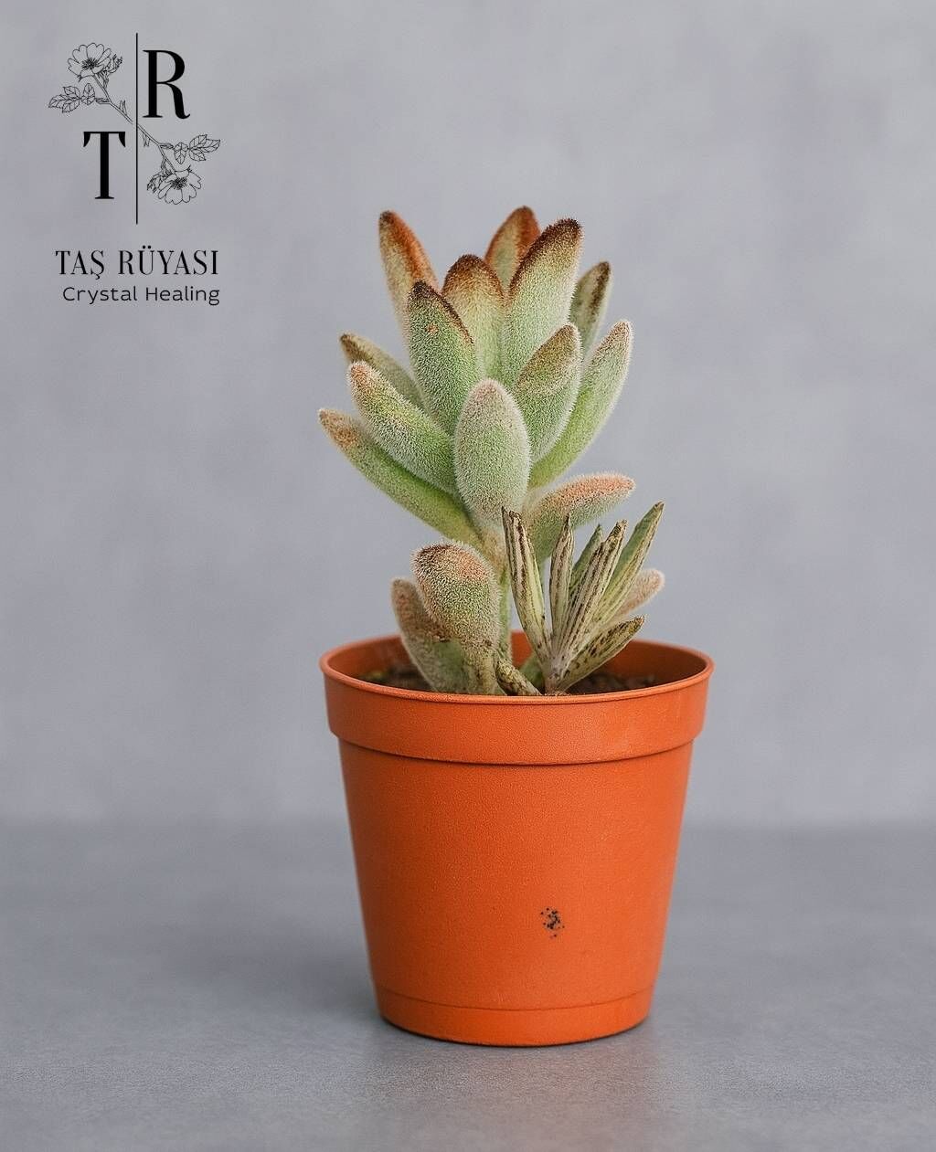 Kalanchoe Nigra Chocolate Soldier