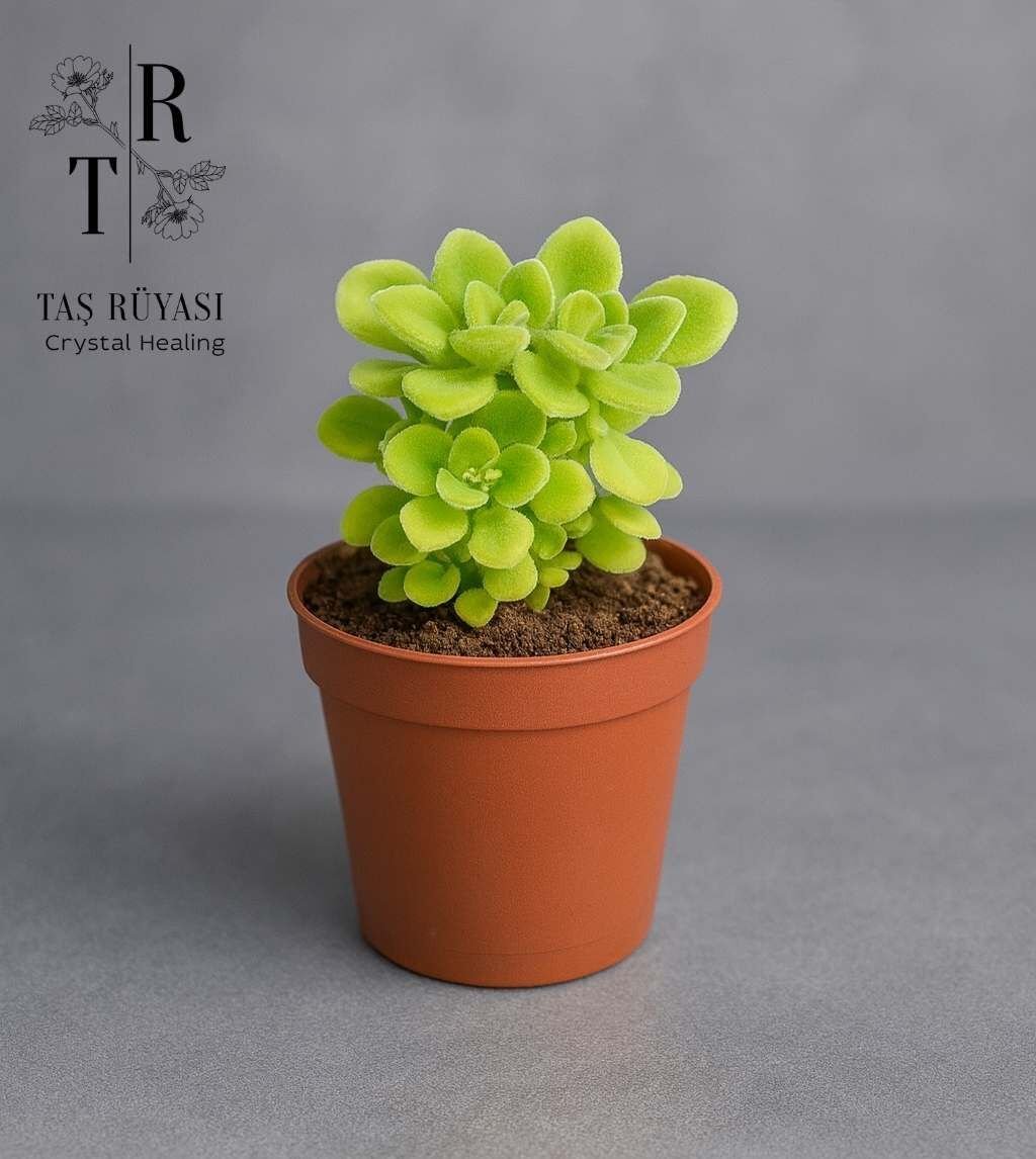 Plectranthus amboinicus – Küba Kekiği | 5,5 cm Saksıda