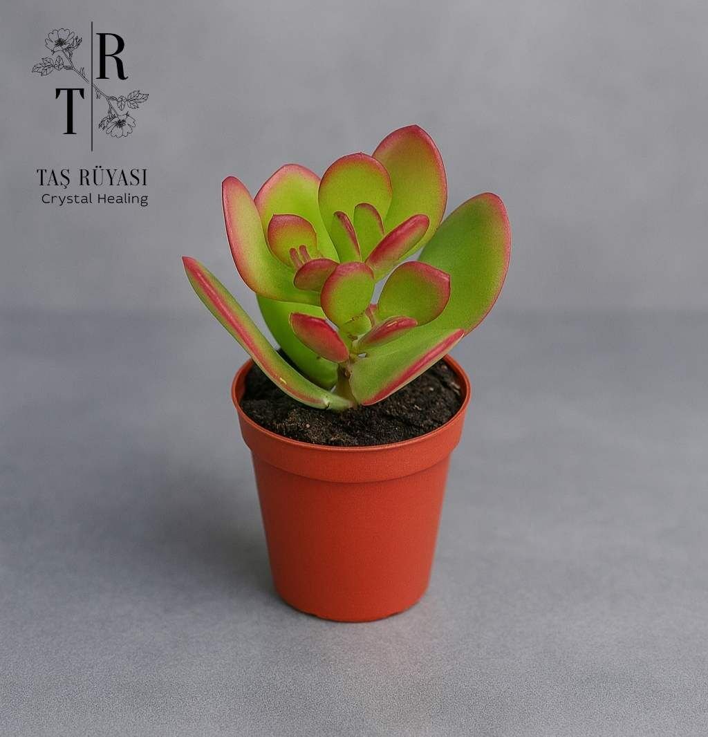Crassula ovata – Yeşim Bitkisi | 5,5 cm Saksıda | Uğur & Bereket Sembolü