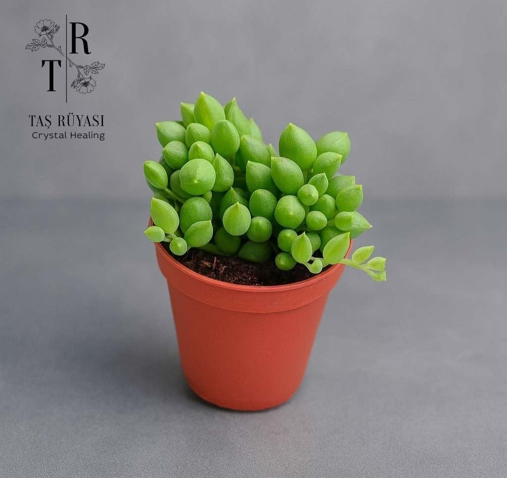 Senecio Rowleyanus – Tesbih Çiçeği | 5,5 cm Saksıda | Benzersiz Sarkıcı Sukulent
