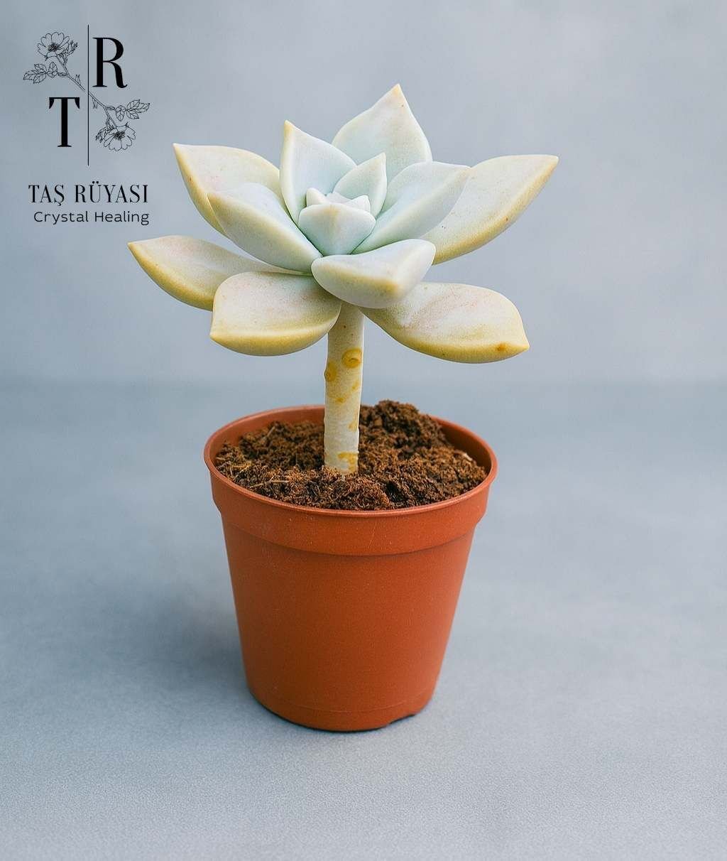 Graptosedum Paraguayense – Hayalet Sukulent