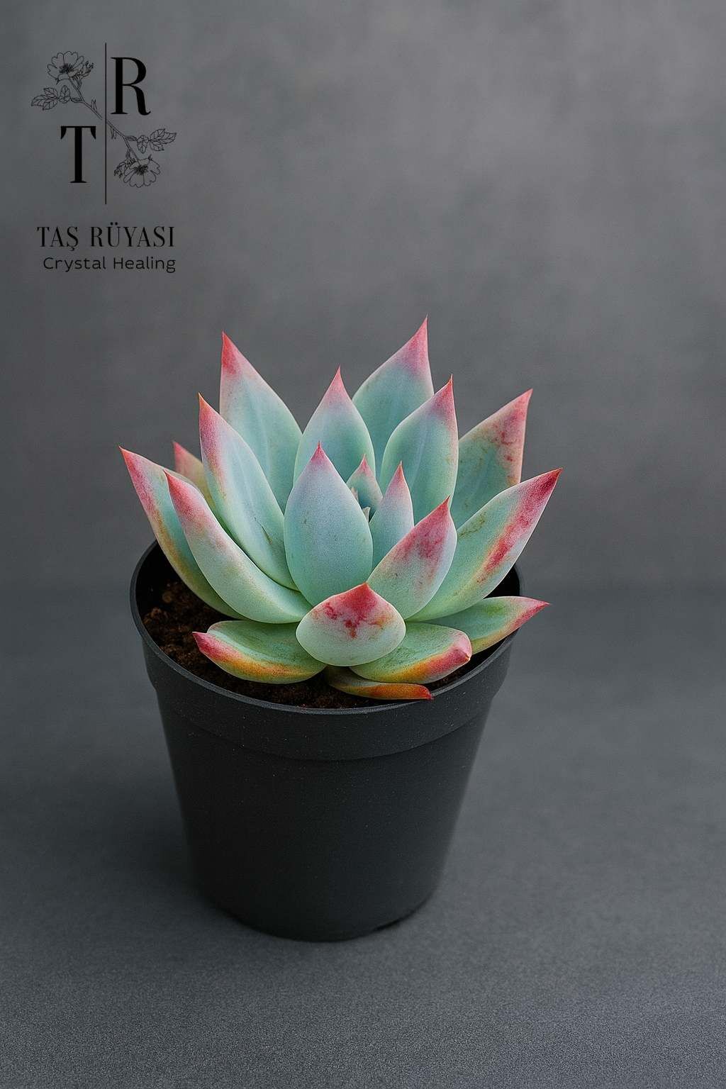 Echeveria colorata | 9’luk Saksıda | Koleksiyonluk Premium Sukulent