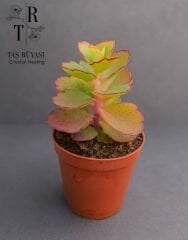 Kalanchoe Laxiflora | 5,5 cm Saksıda