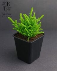 Crassula lycopodioides – Prenses Çamı | 10,5 cm Saksıda