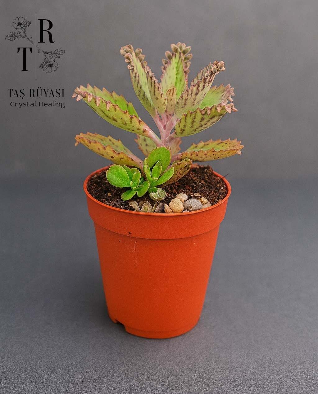 Kalanchoe Daigremontiana