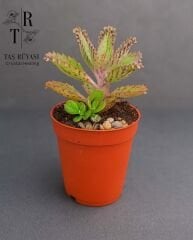 Kalanchoe Daigremontiana