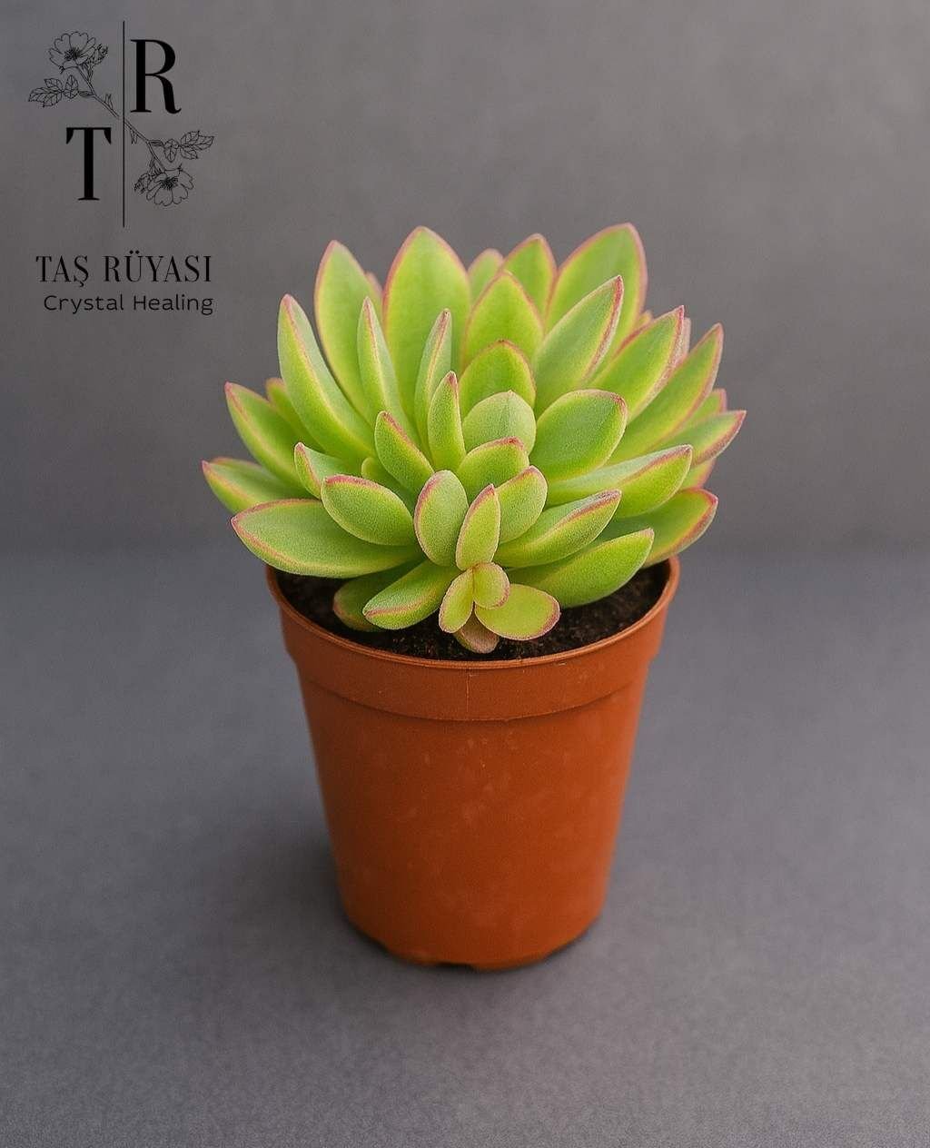Crassula swaziensis Variegata | 5,5 cm Saksıda | Nadir & Koleksiyonluk Sukulent