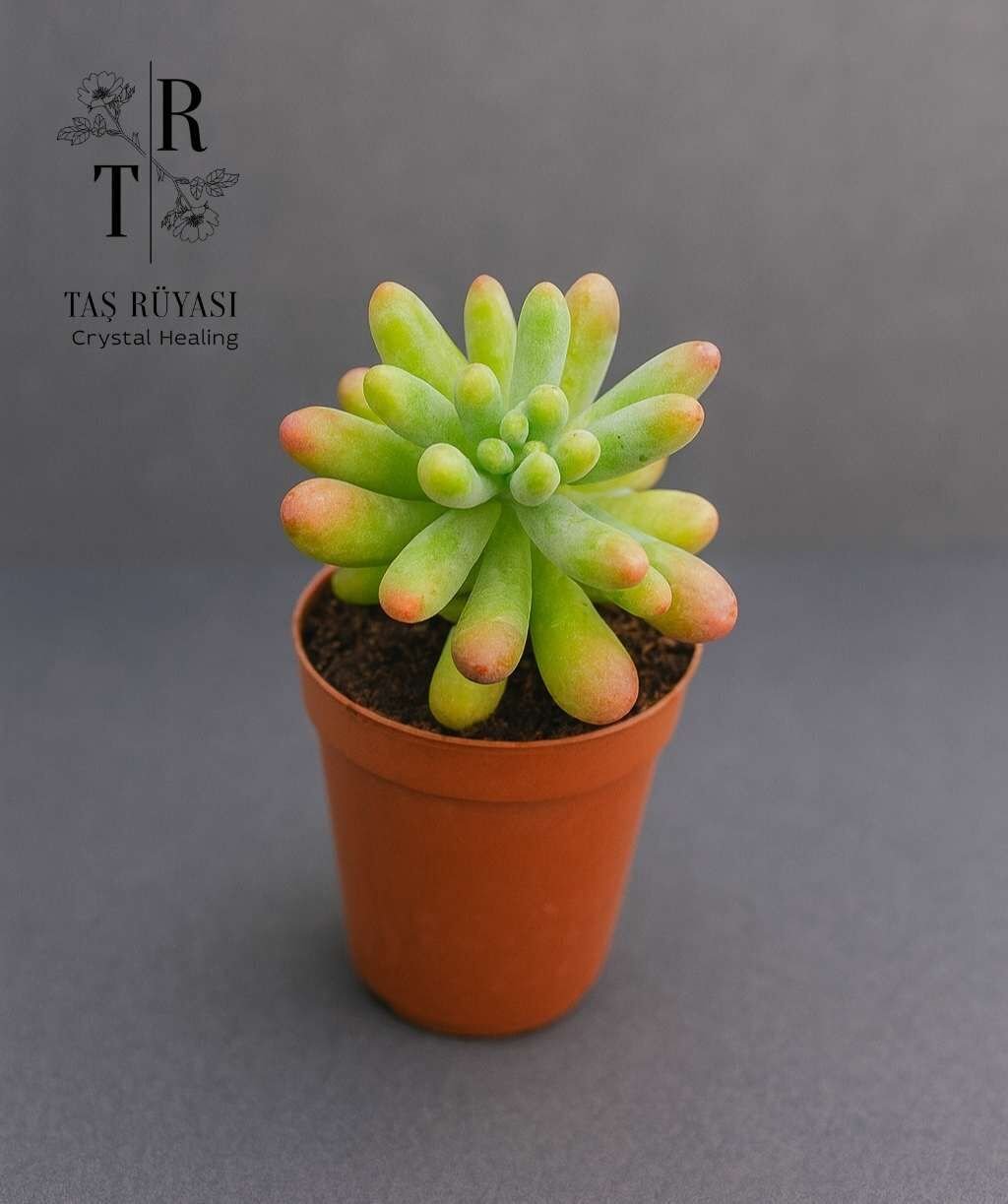 Sedum pachyphyllum ‘Rose Cluster’ | 5,5 cm Saksıda