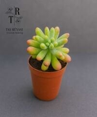 Sedum pachyphyllum ‘Rose Cluster’ | 5,5 cm Saksıda