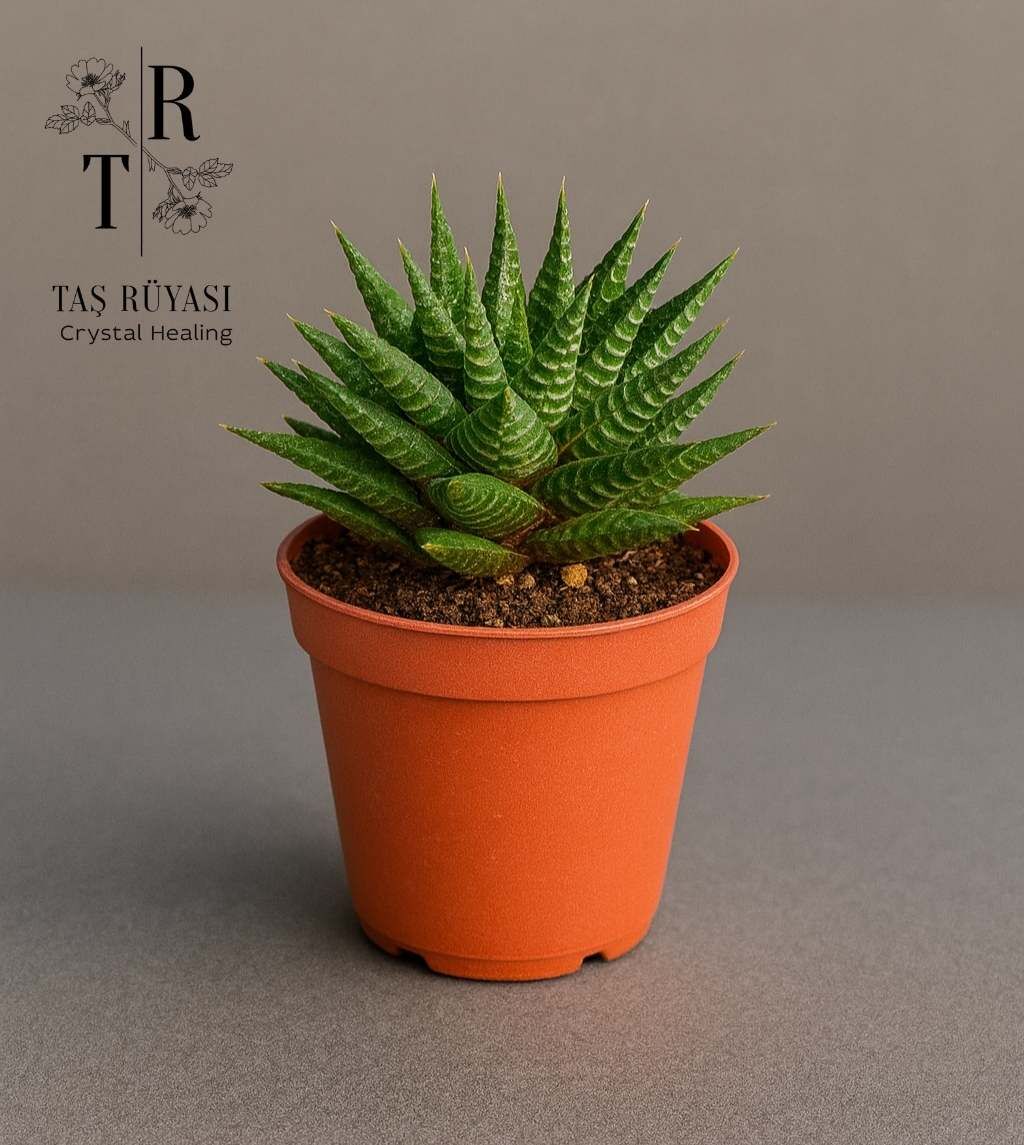 Haworthia Limifolia | 5,5 cm Saksıda