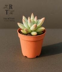 Pachyphytum Compactum