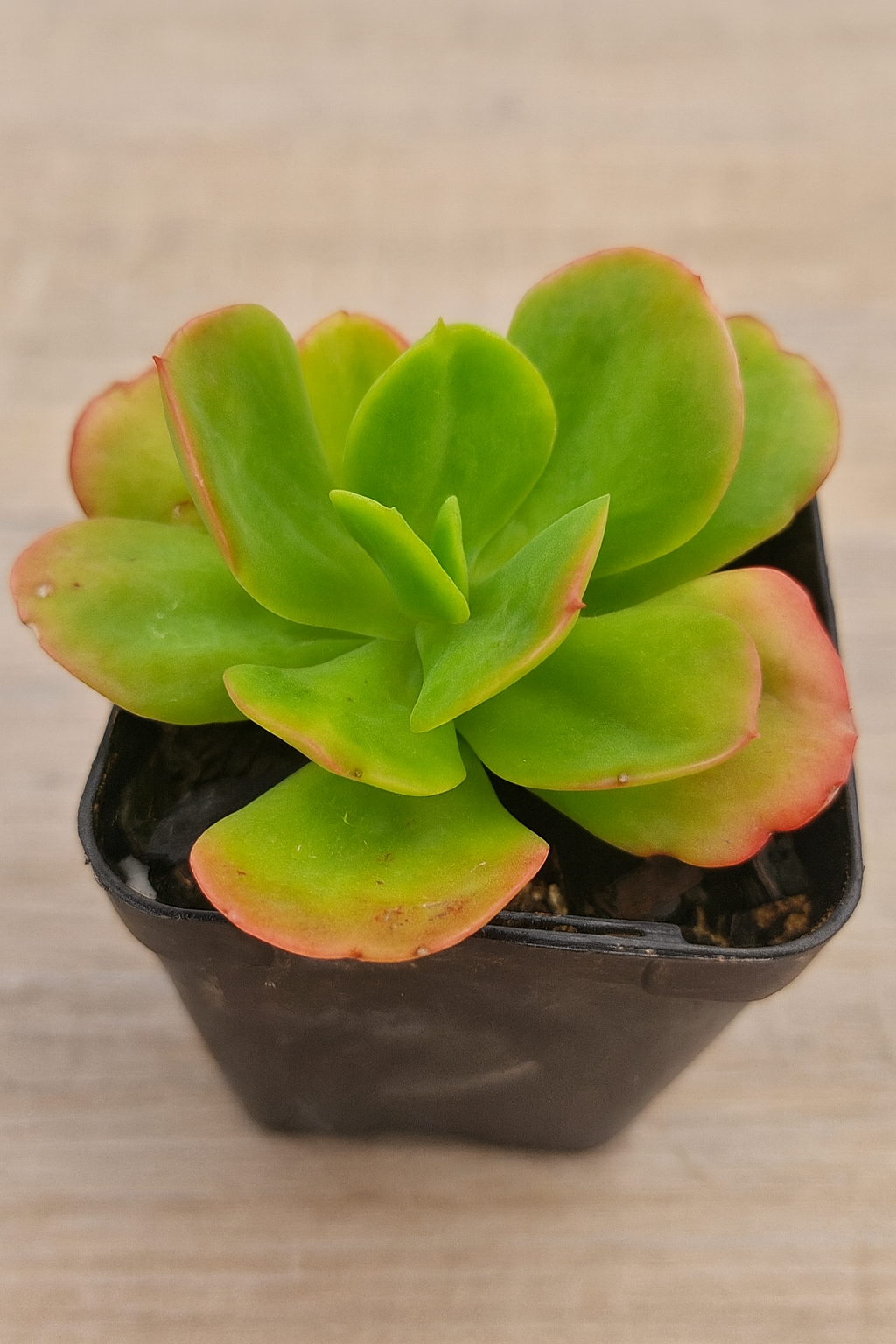 Echeveria Ginmei Tenyo Sukulent | 8,5 cm Saksıda Özel Tür
