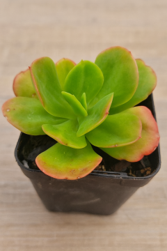 Echeveria Ginmei Tenyo Sukulent | 8,5 cm Saksıda Özel Tür