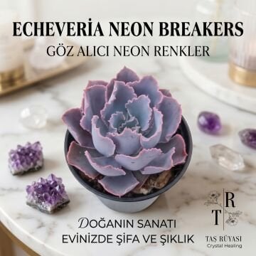 Echeveria Neon Breakers Sukulent | Koleksiyoner Seri