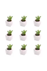 Para Ağaçlı Beton Saksı Seti ( 25 Adet)