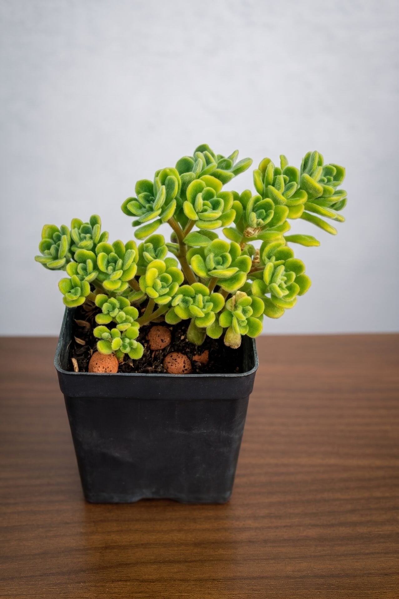Aeonium Lindleyi (Sevda Ağacı) Sukulent