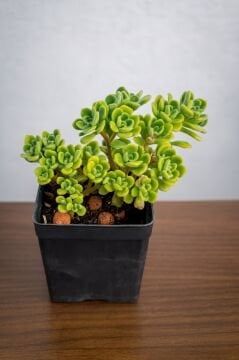 Aeonium Lindleyi (Sevda Ağacı) Sukulent