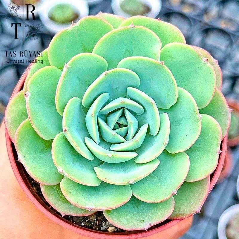 Echeveria Atlantis ( Koreli Özel Tür )