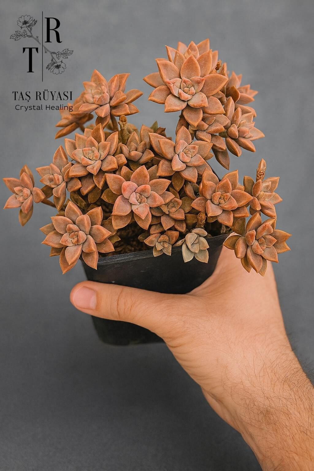 Graptopetalum Bronze Büyük Boy