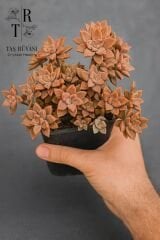 Graptopetalum Bronze Büyük Boy