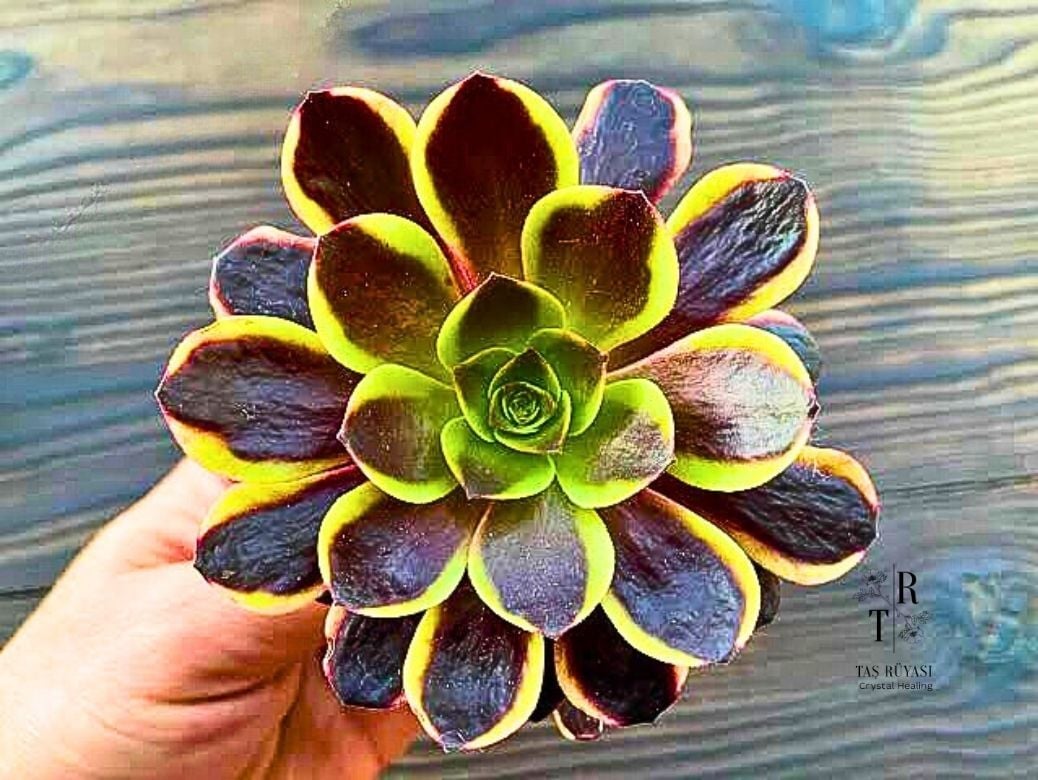Aeonium Superbang Koreli Özel Tür