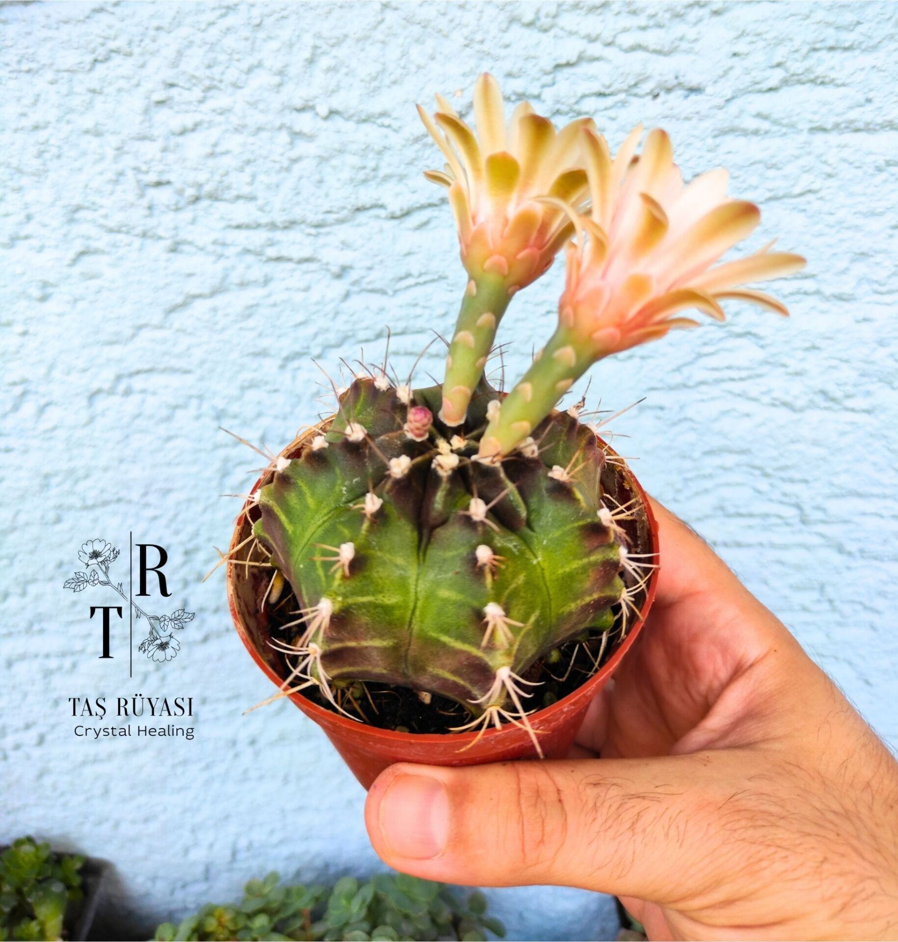 Gymnocalycium Mihanovichii Thai Variegata