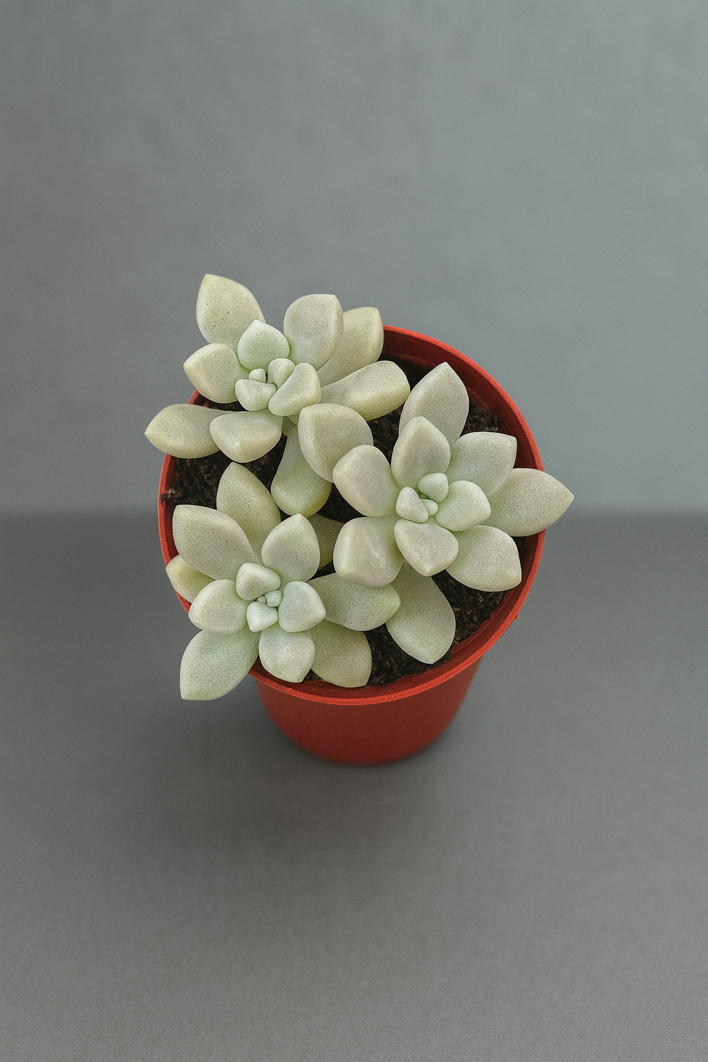 Graptopetalum Mendozae Koreli Özel Tür