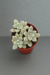 Graptopetalum Mendozae Koreli Özel Tür