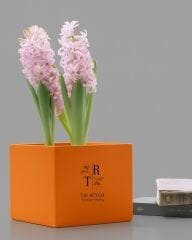 15×15×15 cm Beton Saksı | Modern Tasarım | Farklı Renk Seçenekleri