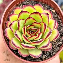 Echeveria Mexican Poldensis