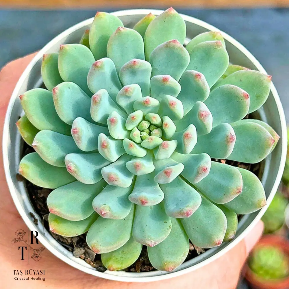 Sedeveria Blue Elf Blue Apple