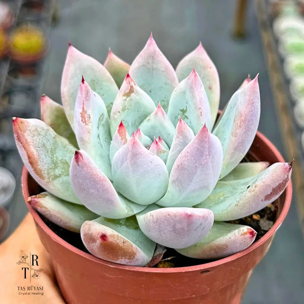 Echeveria Colorata Tapalpa