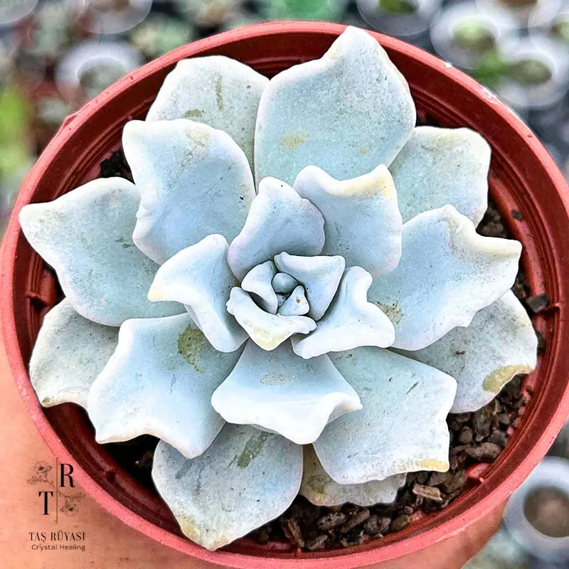 Echeveria Crispate Beauty