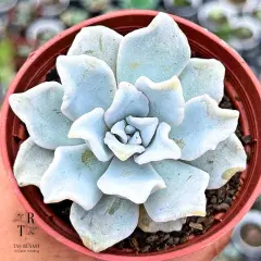 Echeveria Crispate Beauty