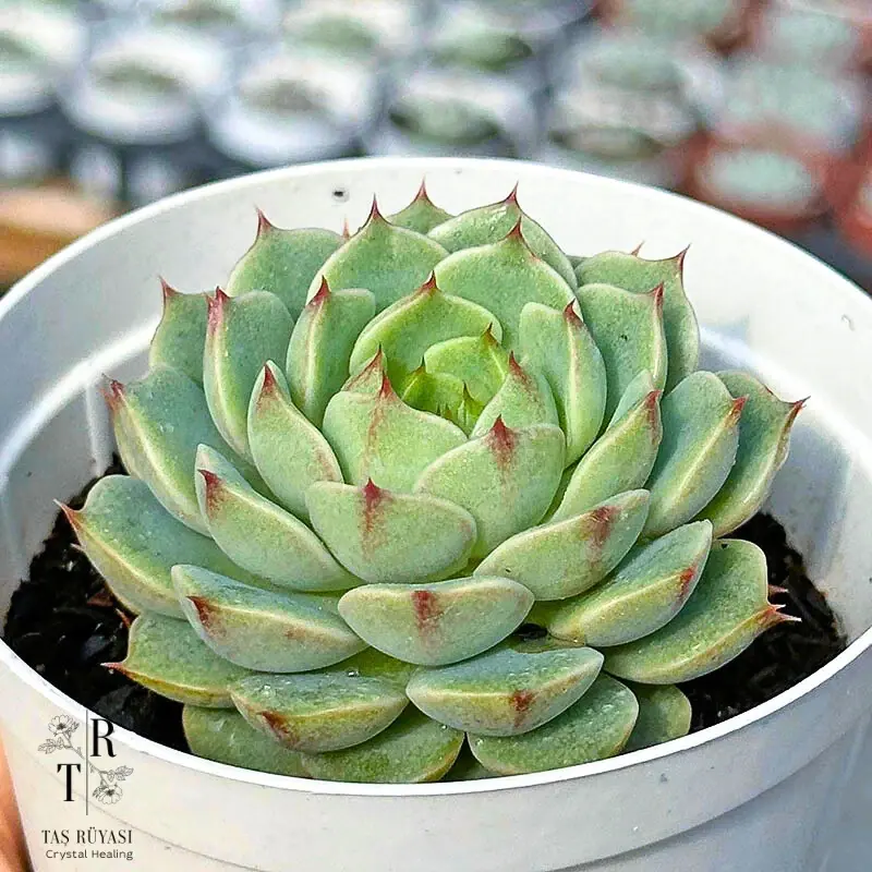 Echeveria Ben Badis