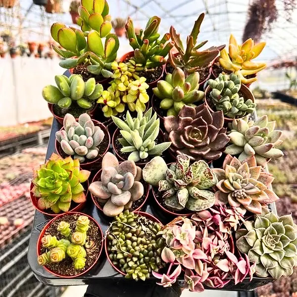 Karışık 20'li Sukulent Set
