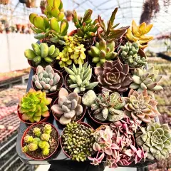 Karışık 20'li Sukulent Set