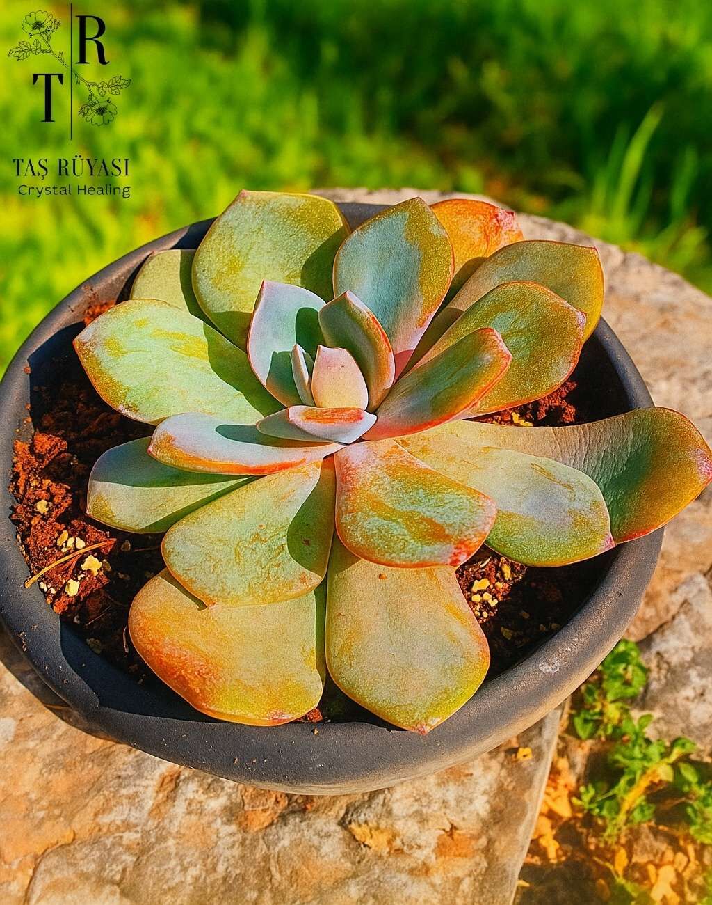 Echeveria Cream Tea