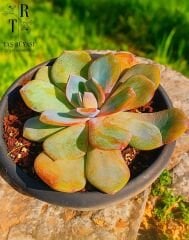 Echeveria Cream Tea
