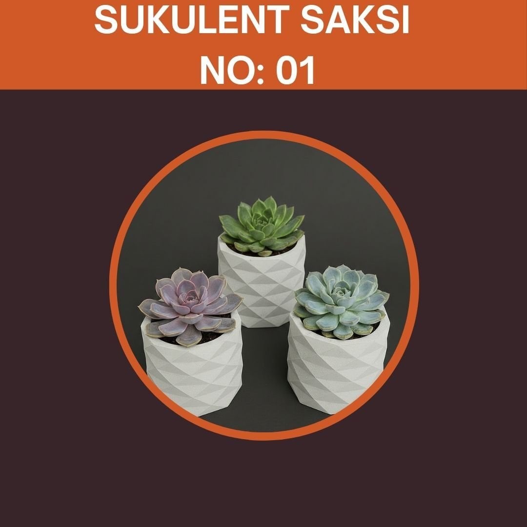 Organizasyon Sukulent Set No:1