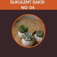 Sukulent Set Organizasyon Hediyeliği No:4